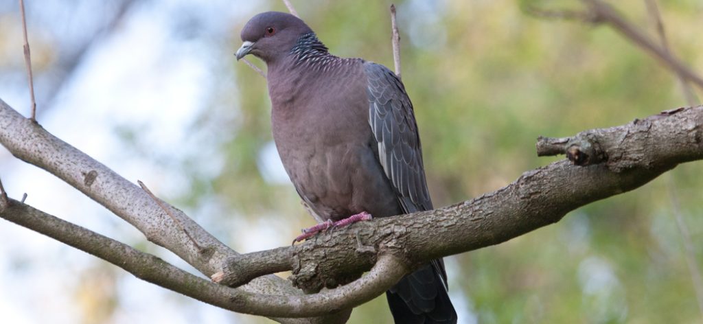 picazuro_pigeon