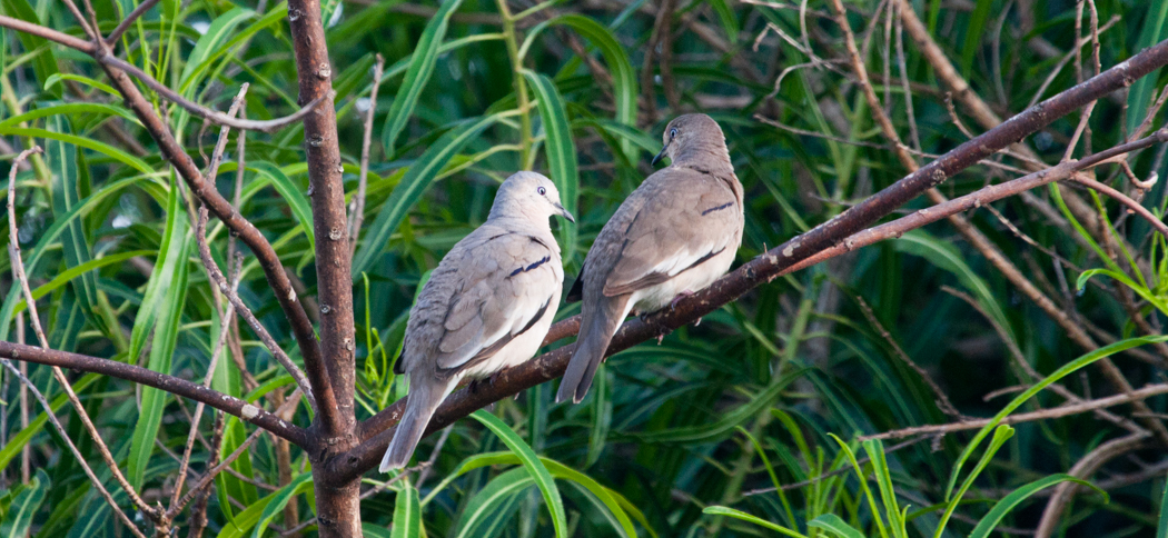picui_ground_dove