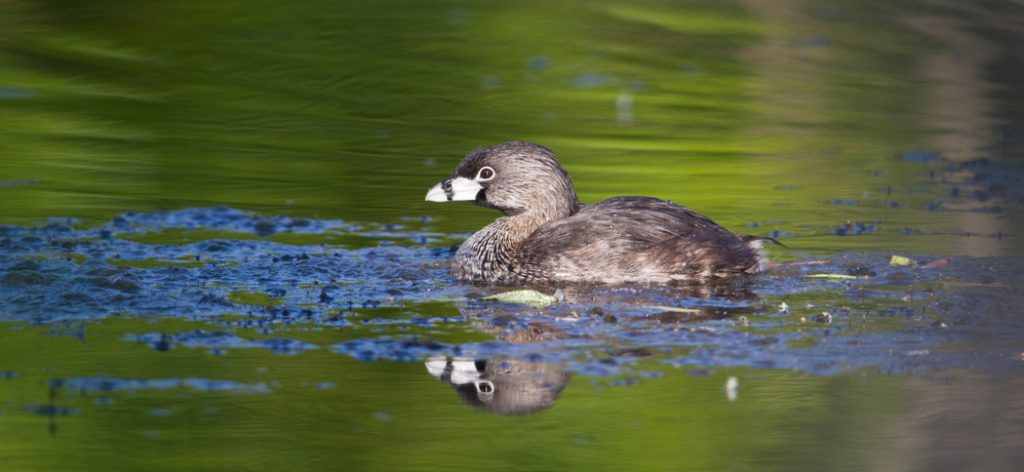 pied-billed_grebe