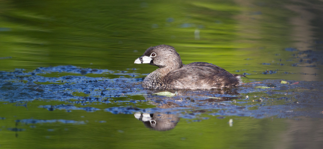 pied-billed_grebe