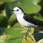 pied_water-tyrant