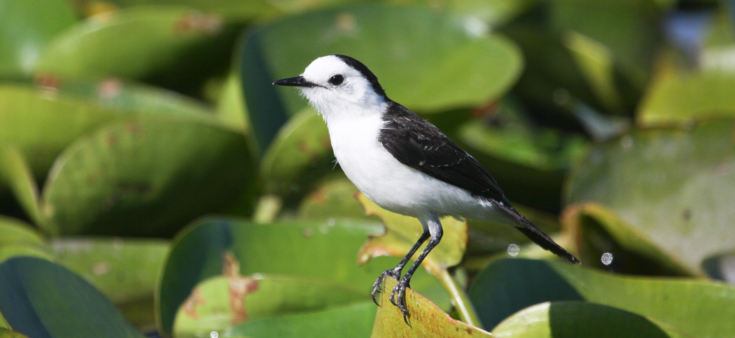 pied_water-tyrant