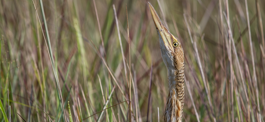 pinnated_bittern