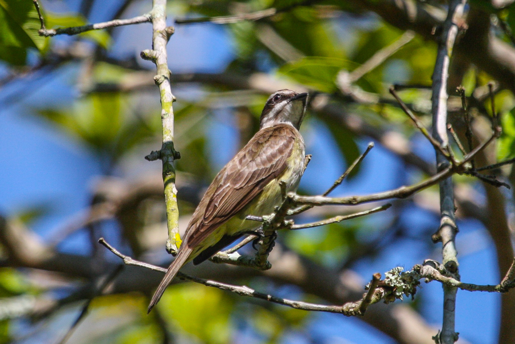 piratic_flycatcher