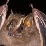 platyrrhinus_lineatus2