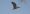 plumbeous_ibis