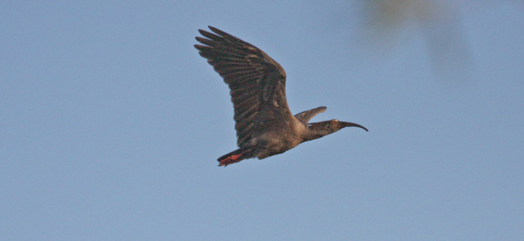 plumbeous_ibis