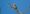 plumbeous_kite