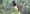 plush-crested_jay