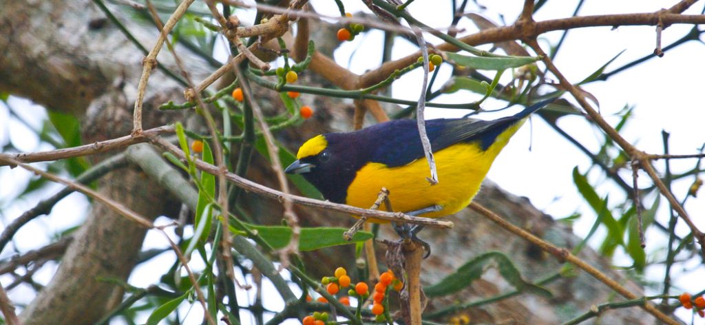 purple-throated_euphonia