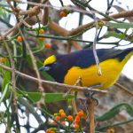 purple-throated_euphonia