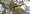 purple-throated_euphonia