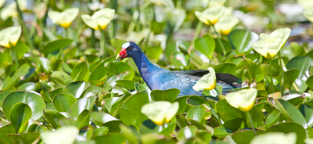 purple_gallinule