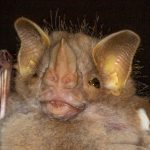 pygoderma_bilabiatum