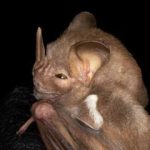 pygoderma_bilabiatum20230327