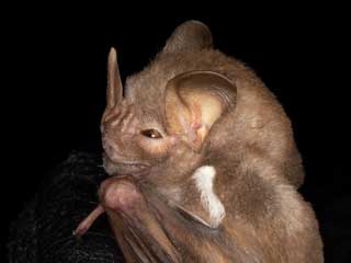 pygoderma_bilabiatum20230327