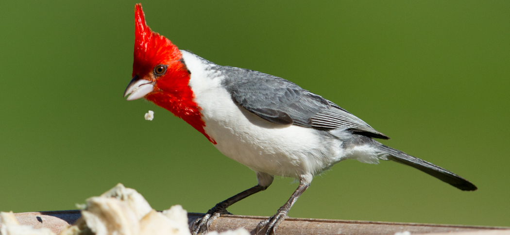 red-crested_cardinal