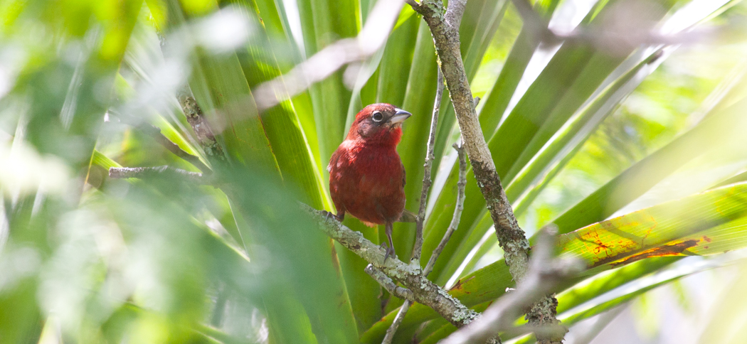 red-crested_finch