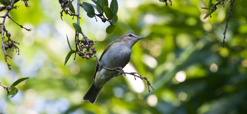red-eyed_vireo