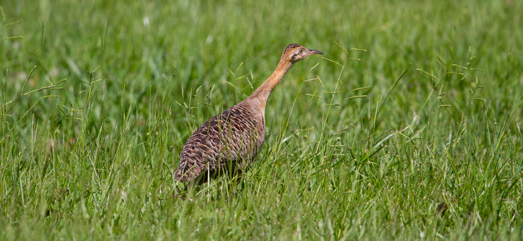 red-winged_tinamou