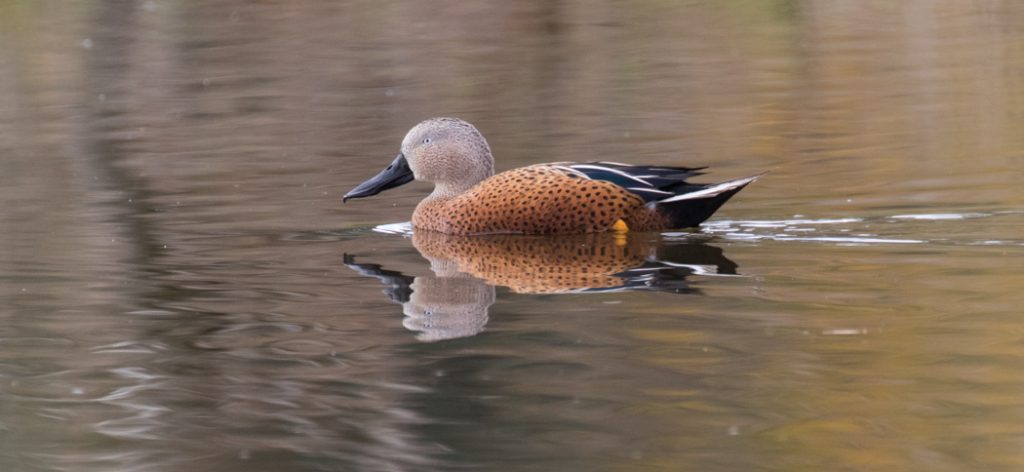 red_shoveler