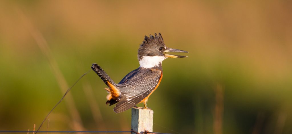 ringed_kingfisher