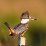 ringed_kingfisher