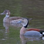 ringed_teal