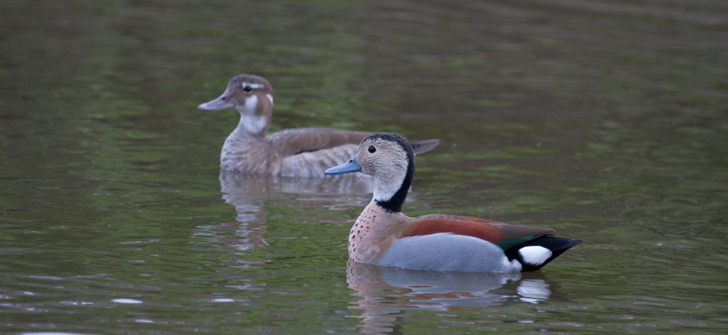 ringed_teal