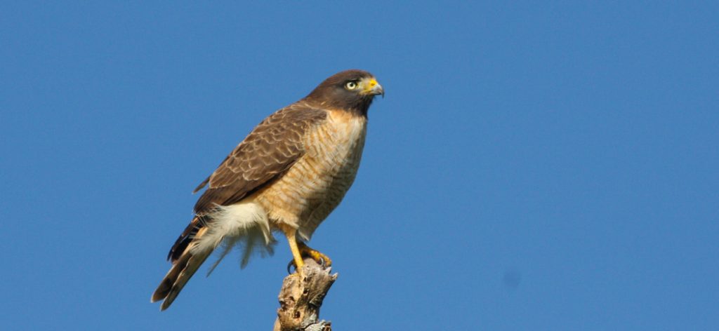 roadside_hawk