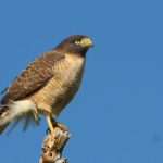 roadside_hawk