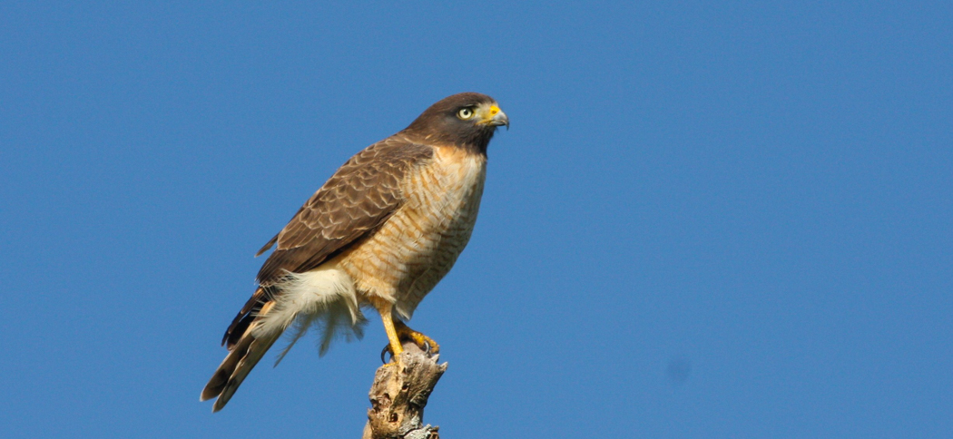 roadside_hawk