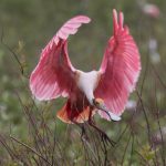 roseate_spoonbill