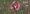 roseate_spoonbill