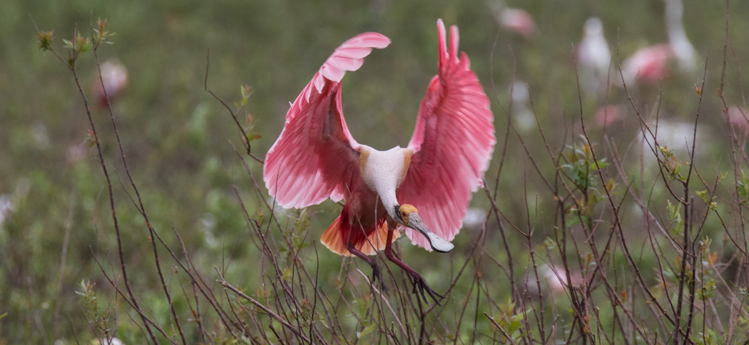roseate_spoonbill