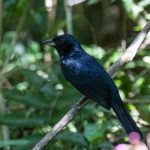 ruby-crowned_tanager