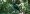 ruby-crowned_tanager