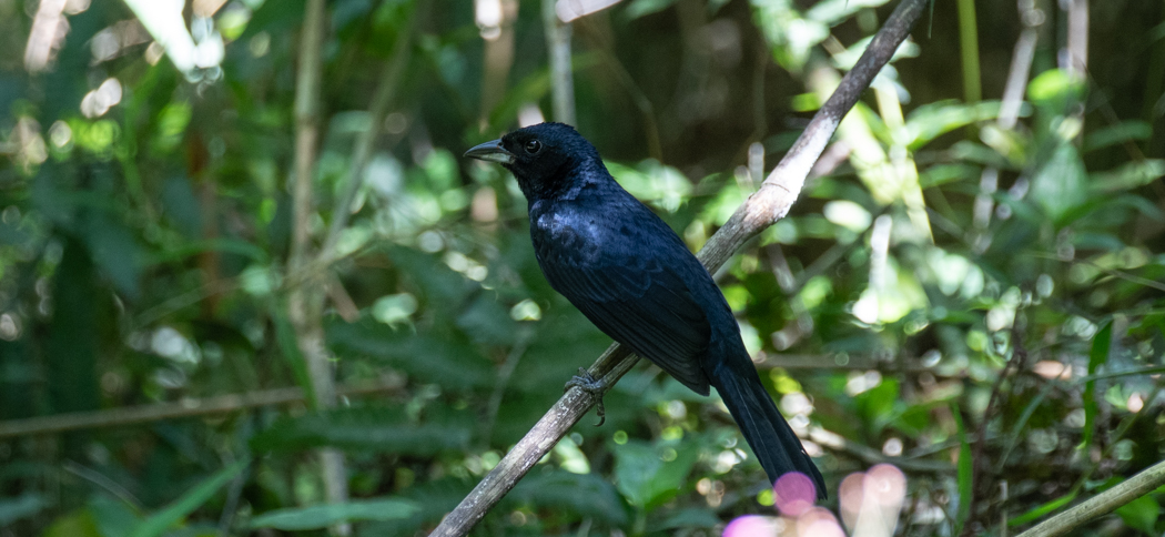 ruby-crowned_tanager