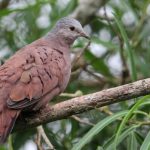 ruddy_ground-dove