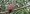ruddy_ground-dove