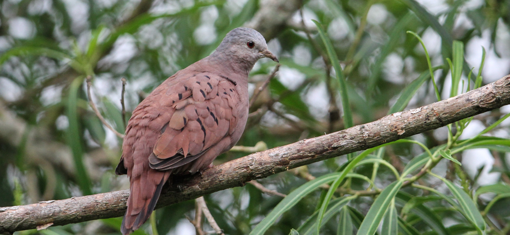 ruddy_ground-dove