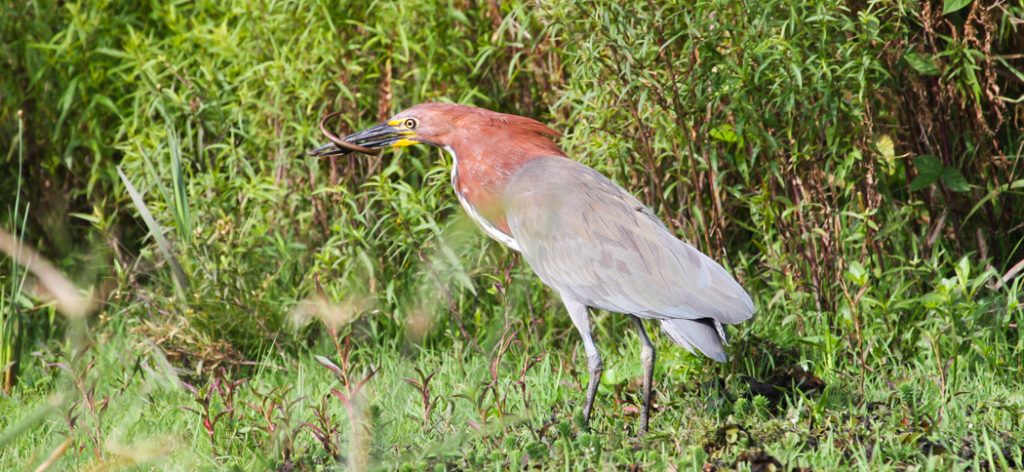rufescent_tiger-heron