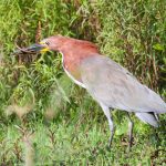 rufescent_tiger-heron
