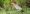 rufescent_tiger-heron