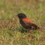 rufous-backed_negrito
