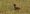 rufous-backed_negrito