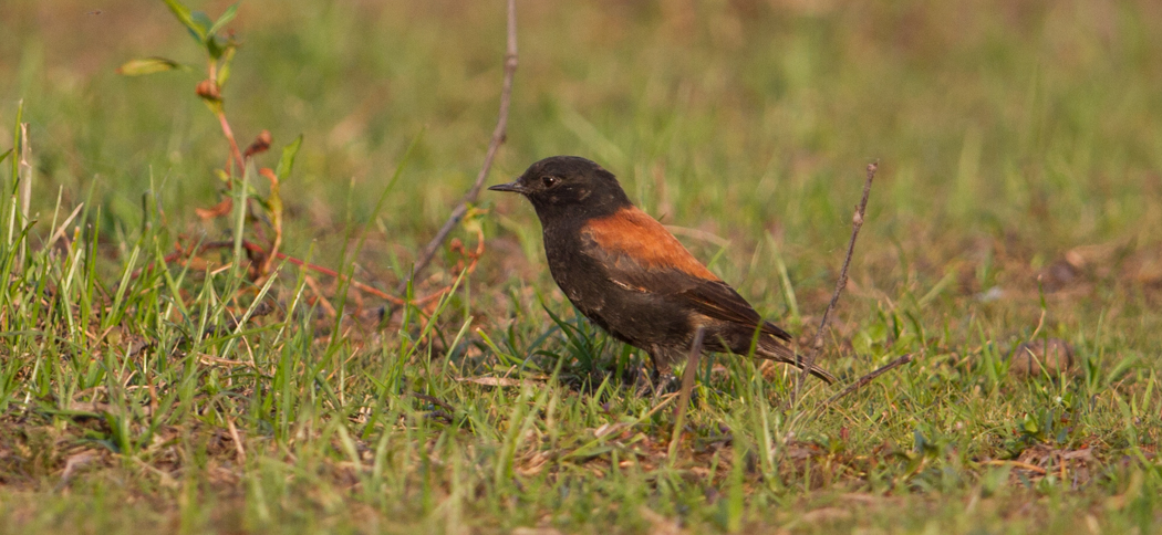 rufous-backed_negrito
