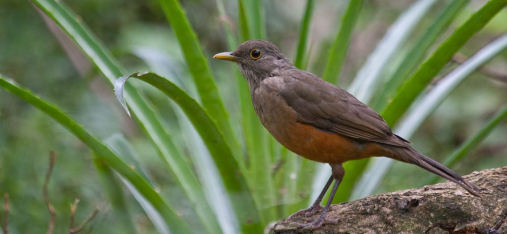 Turdus rufiventris