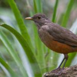 Turdus rufiventris