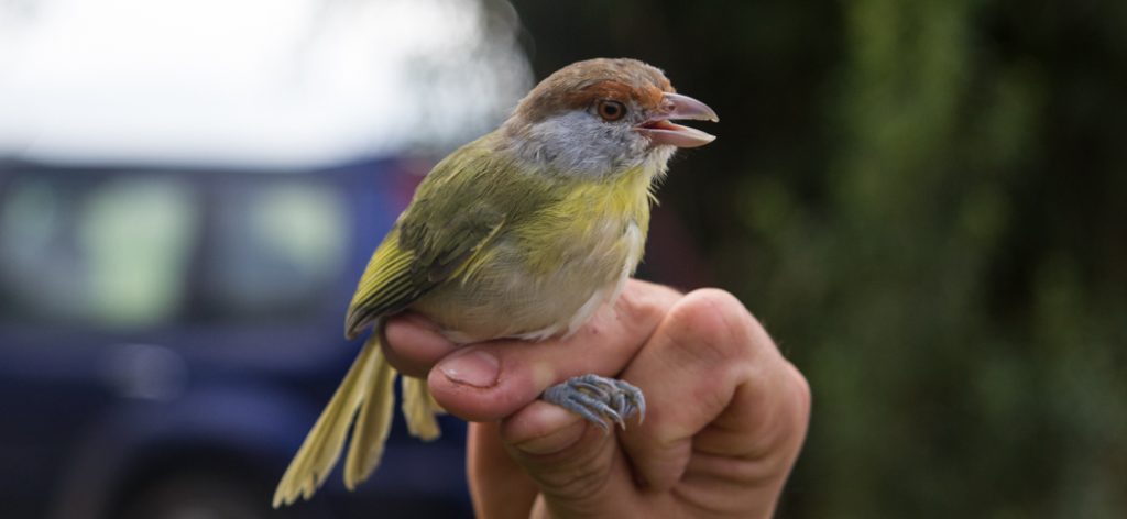 rufous-browed_peppershrike (1)